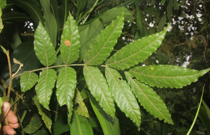 Figura. 4 Hojas haz, <i>Inga samanensis</i>, (Fabaceae). Area de Conservación Guanacaste, Sector Rincón  Rain Forest, San Cristóbal , (elevación 670 metros), colectada el 13 de diciembre 2024. Foto, Jorge  Hernández.