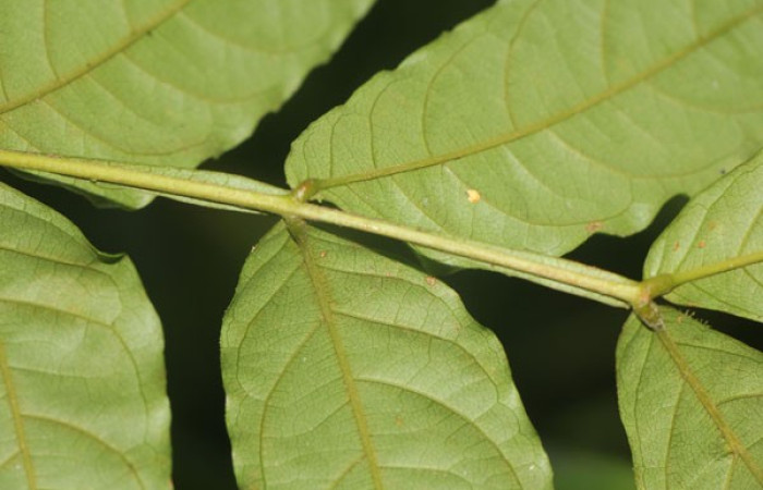 Figura. 5 Hojas envés, <i>Inga samanensis</i>, (Fabaceae). Area de Conservación Guanacaste, Sector Rincón  Rain Forest, San Cristóbal , (elevación 670 metros), colectada el 13 de diciembre 2024. Foto, Jorge Hernández.