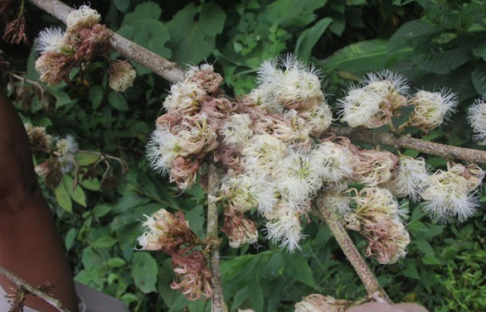 Figura. 6 Flor en racimo, <i>Inga samanensis</i>, (Fabaceae). Area de Conservación Guanacaste, Sector Rincón  Rain Forest, San Cristóbal, (elevación 670 metros), colectada el 13 de diciembre 2024. Foto, Jorge Hernández.