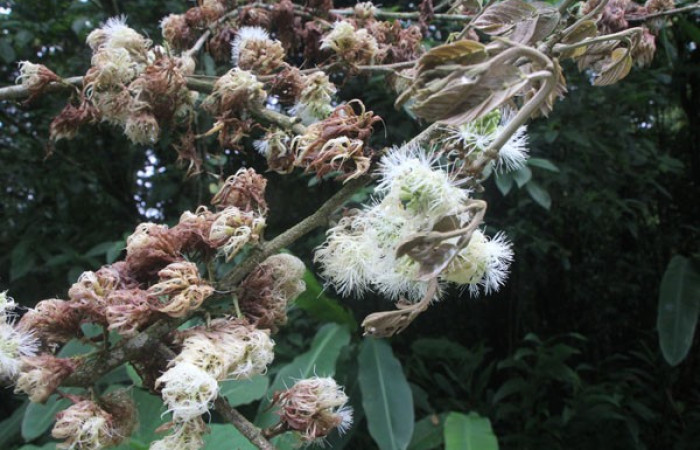 Figura. 7 Flor racimo, <i>Inga samanensis</i>, (Fabaceae). Area de Conservación Guanacaste, Sector Rincón  Rain Forest, San Cristóbal, (elevación 670 metros), colectada el 13 de diciembre 2024. Foto, Jorge Hernández.