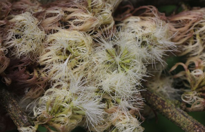 Figura. 8 Flor de frente, <i>Inga samanensis</i>, (Fabaceae). Area de Conservación Guanacaste, Sector Rincón  Rain Forest, San Cristóbal , (elevación 670 metros), colectada el 13 de diciembre 2024. Foto, Jorge Hernández.