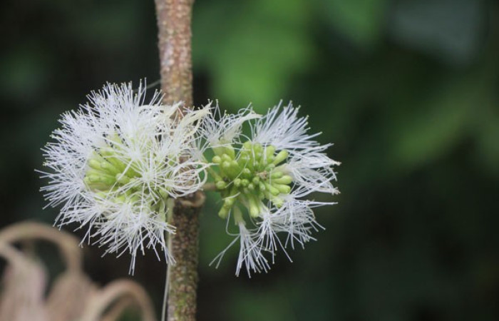 Figura. 9 Flor de frente, <i>Inga samanensis</i>, (Fabaceae). Area de Conservación Guanacaste, Sector Rincón  Rain Forest, San Cristóbal, (elevación 670 metros), colectada el 13 de diciembre 2024. Foto, Jorge Hernández.