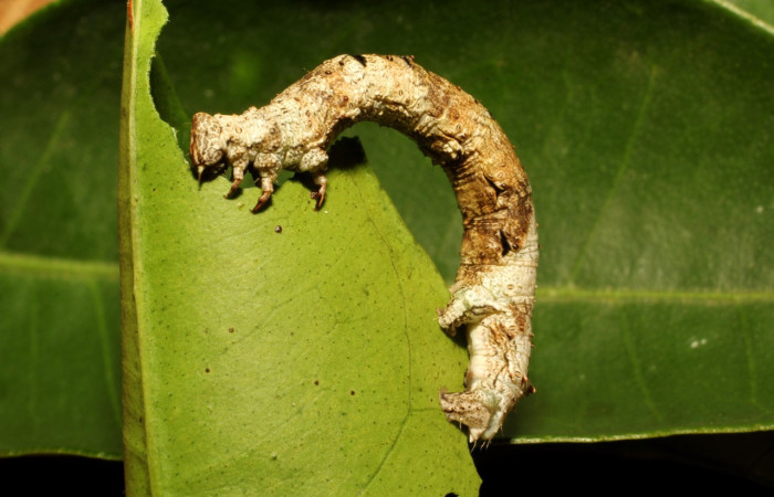 Figura 15. Larva <i>Thyrinteina arnobia</i>(Geometridae), posición lateral, último estadio, mide 36 mm aproximadamente. Planta hospedera <i>Citrus sinensis</i> (introduced). Voucher: 06-SRNP-57951-DHJ480134.jpg.