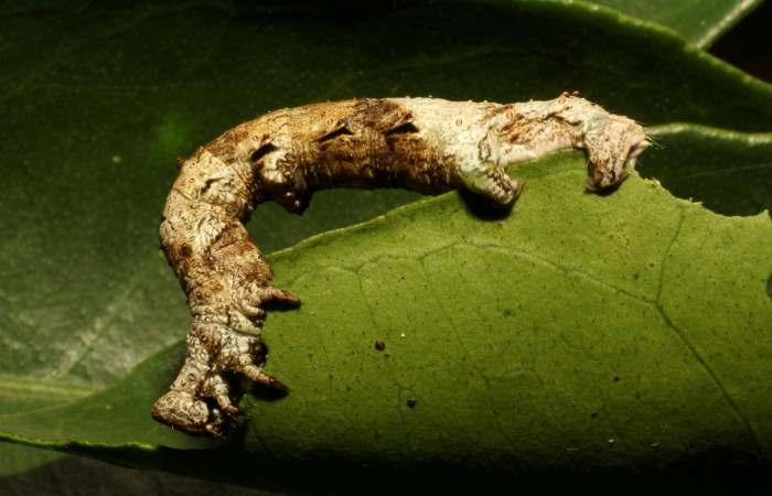 Figura 16. Larva <i>Thyrinteina arnobia</i>(Geometridae), posición lateral, último estadio, mide 36 mm aproximadamente. Planta hospedera <i>Citrus sinensis</i> (introduced). Voucher: 19-SRNP-65492-DHJ772425.JPG.