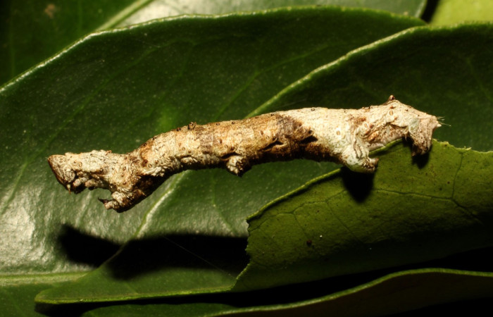 Figura 2. Larva <i>Thyrinteina arnobia</i>(Geometridae), color crema con patrones color café, posición lateral último estadio, mide 34 mm aproximadamente. Planta hospedera <i>Citrus sinensis</i> (introduced). Voucher: 19-SRNP-65492-DHJ772426.JPG.