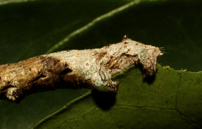 Figura 20. Larva <i>Thyrinteina arnobia</i>(Geometridae),posición tracera, último estadio, mide 36 mm aproximadamente. Planta hospedera <i>Citrus sinensis</i> (introduced). Voucher: 19-SRNP-65492-DHJ772427.JPG.
