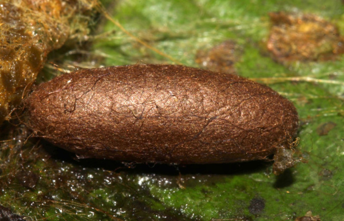 Figura 26. Capullo del parásito sin eclosionar<i>Austrozele</i> Janzen02 (Braconidae) color blanco con manchas negras. Voucher: 13-SRNP-31641-DHJ720100.jpg.