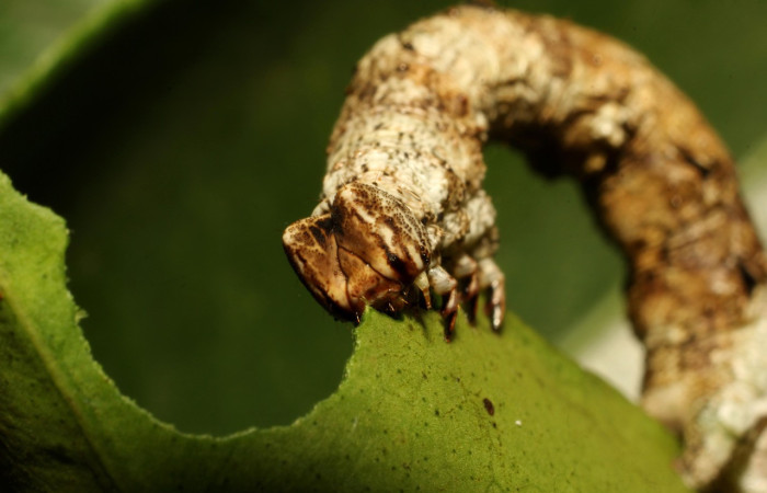Figura 3. Larva <i>Thyrinteina arnobia</i>(Geometridae), posición Frontal, último estadio, mide 36 mm aproximadamente. Planta hospedera <i>Citrus sinensis</i> (introduced). Voucher: 19-SRNP-65492-DHJ772430.JPG.