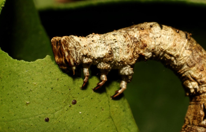 Figura 4. Larva <i>Thyrinteina arnobia</i>(Geometridae), posición Frontal lateral, último estadio, mide 36 mm aproximadamente. Planta hospedera <i>Citrus sinensis</i> (introduced). Voucher: 19-SRNP-65492-DHJ772431.JPG.
