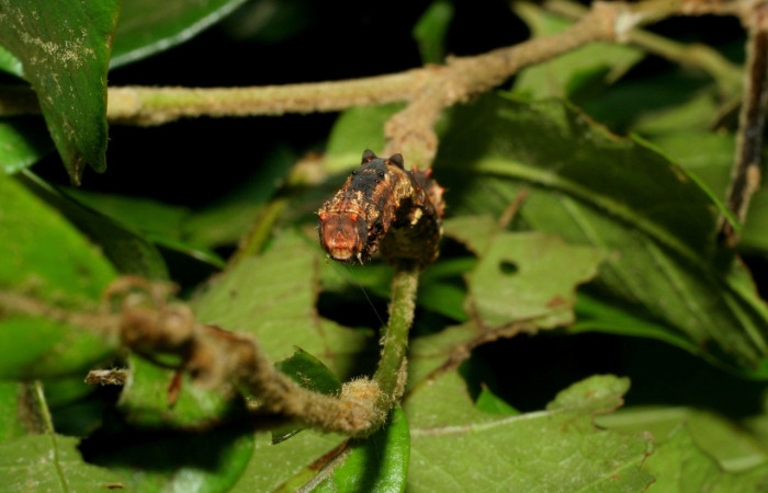 Figura 5. Larva <i>Thyrinteina arnobia</i>(Geometridae), posición Frontal, último estadio, mide 36 mm aproximadamente. Planta hospedera <i>Citrus sinensis</i> (introduced). Voucher: 06-SRNP-57951-DHJ480129.jpg.