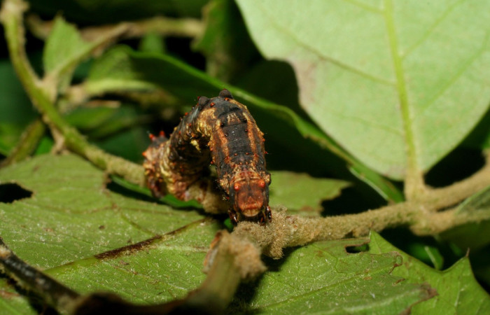 Figura 6. Larva <i>Thyrinteina arnobia</i>(Geometridae), posición Frontal, último estadio, mide 36 mm aproximadamente. Planta hospedera <i>Citrus sinensis</i> (introduced). Voucher: 06-SRNP-57951-DHJ480131.jpg.