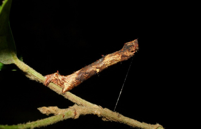 Figura 7. Larva <i>Thyrinteina arnobia</i>(Geometridae), posición lateral, último estadio, mide 34 mm aproximadamente. Planta hospedera <i>Citrus sinensis</i> (introduced). Voucher: 06-SRNP-57951-DHJ480122.jpg.