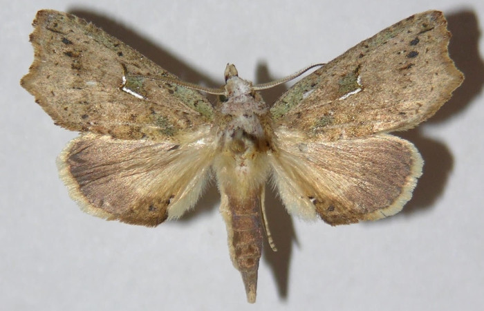 Figura 1. Adulto <i>Euxoga argentilinea</i> (Notodontidae), macho, posición dorsal. Área de Conservación Guanacaste, Sector Santa Rosa. 02-SRNP-4286- DHJ310494.