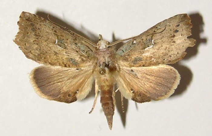 Figura 11. Adulto <i>Euxoga argentilinea</i> (Notodontidae), hembra, posición dorsal. Área de Conservación Guanacaste, Sector Santa Rosa. 02-SRNP-4287- DHJ302316.