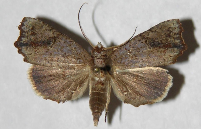Figura 16. Adulto <i>Euxoga</i> pogue01 (Notodontidae), macho, posición dorsal. Área de Conservación Guanacaste, Sector Santa Rosa. 04-SRNP-56764-DHJ322936.
