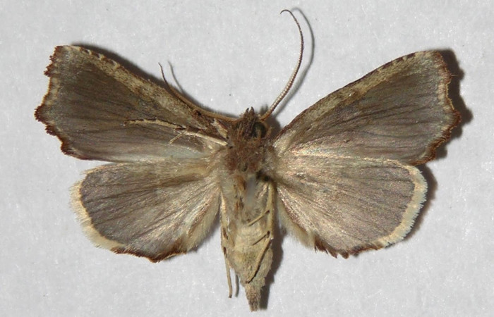 Figura 17. Adulto <i>Euxoga</i> pogue01 (Notodontidae), macho, posición ventral. Área de Conservación Guanacaste, Sector Santa Rosa. 04-SRNP-56764-DHJ322937.