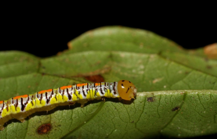 Figura 9. Larva <i>Euxoga argentilinea</i> (Notodontidae), Posición lateral entero en la hoja de la planta <i>Heteropterys laurifolia</i> (Malpighiaceae). 94-SRNP-273- DHJ26881.jpg.