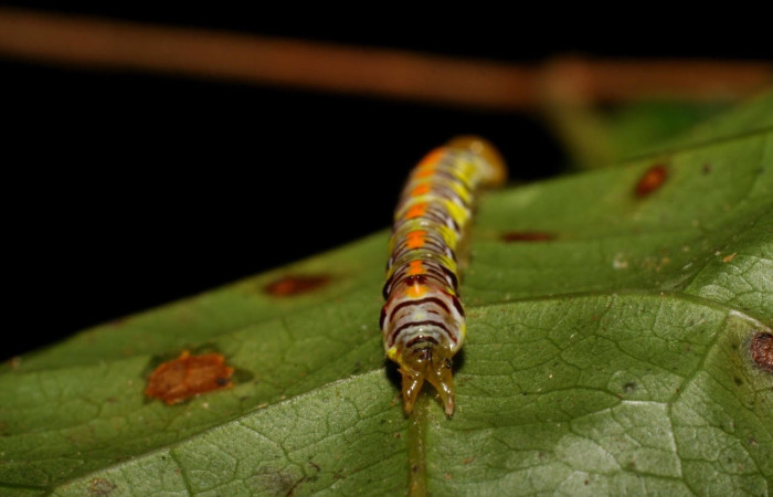 Figura 8. Larva <i>Euxoga argentilinea</i> (Notodontidae), Posición lateral entero en la hoja de la planta <i>Heteropterys laurifolia</i> (Malpighiaceae). 94-SRNP-273- DHJ26882.jpg.