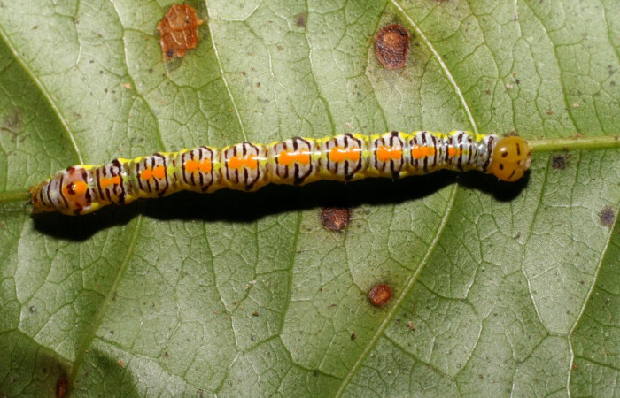Figura 6. Larva <i>Euxoga argentilinea</i> (Notodontidae), Posición dorsal entero en la hoja de la planta <i>Heteropterys laurifolia</i> (Malpighiaceae). 06-SRNP-31361- DHJ425183.jpg.