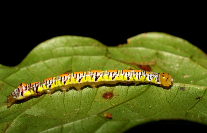 Figura 7. Larva <i>Euxoga argentilinea</i> (Notodontidae), Posición lateral entero en la hoja de la planta <i>Heteropterys laurifolia</i> (Malpighiaceae). 06-SRNP-31361- DHJ425184.jpg.