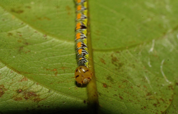 Figura 5. Larva <i>Euxoga argentilinea</i> (Notodontidae), Posición cabeza en la hoja de la planta <i>Heteropterys laurifolia</i> (Malpighiaceae). 08-SRNP-30638- DHJ438609.jpg.