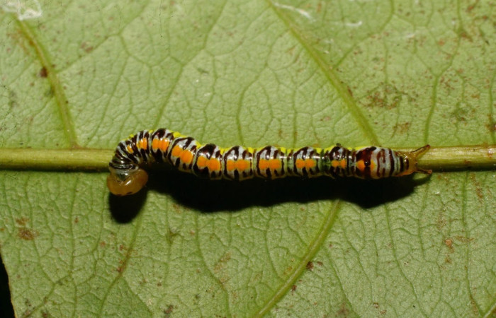 Figura 4. Larva <i>Euxoga argentilinea</i> (Notodontidae), Posición dorsal en la hoja de la planta <i>Heteropterys laurifolia</i> (Malpighiaceae). 08-SRNP-30638- DHJ438610.jpg.