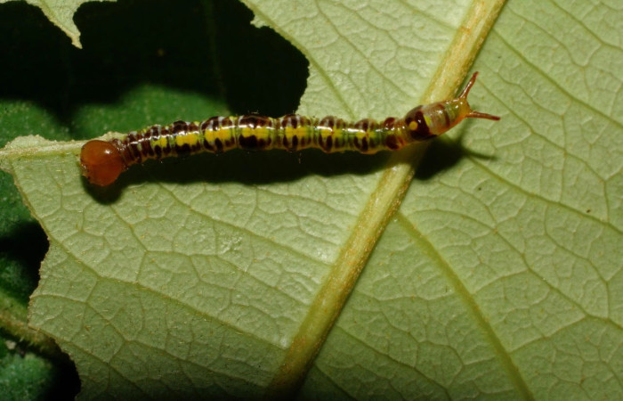 Figura 3. Larva <i>Euxoga argentilinea</i> (Notodontidae), Posición dorsal en la hoja de la planta <i>Heteropterys laurifolia</i> (Malpighiaceae). 08-SRNP-30639- DHJ438611.jpg.