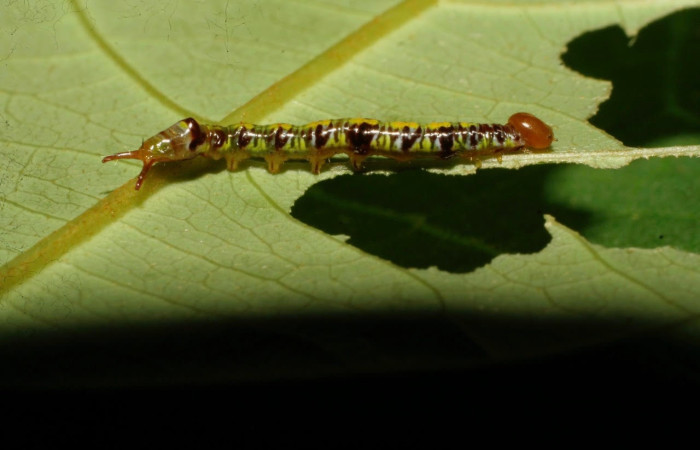Figura 2. Larva <i>Euxoga argentilinea</i> (Notodontidae), Posición lateral en la hoja de la planta <i>Heteropterys laurifolia</i> (Malpighiaceae). 08-SRNP-30639- DHJ438612.jpg.