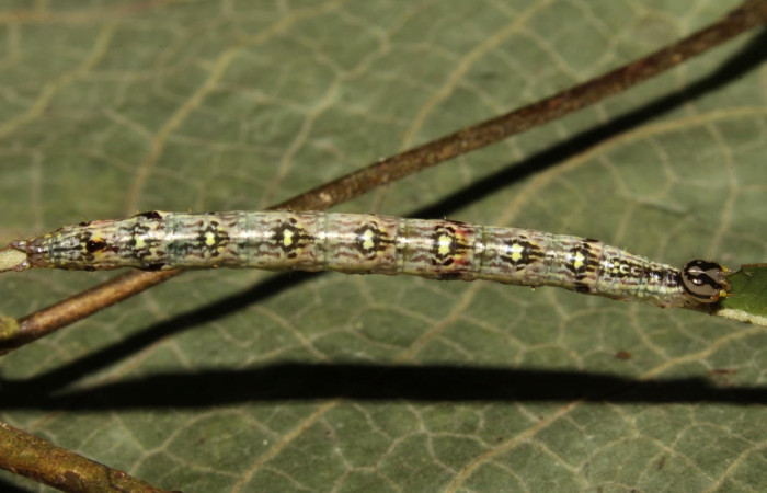 Figura 15. Larva <i>Euxoga</i> pogue01 (Notodontidae), posición lateral entero en la hoja de la planta <i>Hiraea reclinata</i> (Malpighiaceae). 13-SRNP-31408-DHJ701723.jpg.