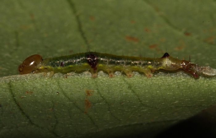 Figura 14. Larva <i>Euxoga</i> pogue01 (Notodontidae), posición lateral entero en la hoja de la planta <i>Hiraea reclinata</i> (Malpighiaceae)13-SRNP-31548-DHJ701845.jpg.