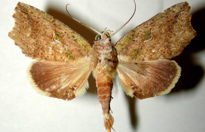 Figura 12. Adulto <i>Euxoga argentilinea</i> (Notodontidae), macho, posición dorsal. Área de Conservación Guanacaste, Sector Santa Rosa. 94-SRNP-6-DHJ32520.