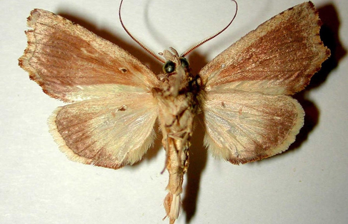 Figura 13. Adulto <i>Euxoga argentilinea</i> (Notodontidae), macho, posición ventral. Área de Conservación Guanacaste, Sector Santa Rosa. 94-SRNP-6-DHJ32521.