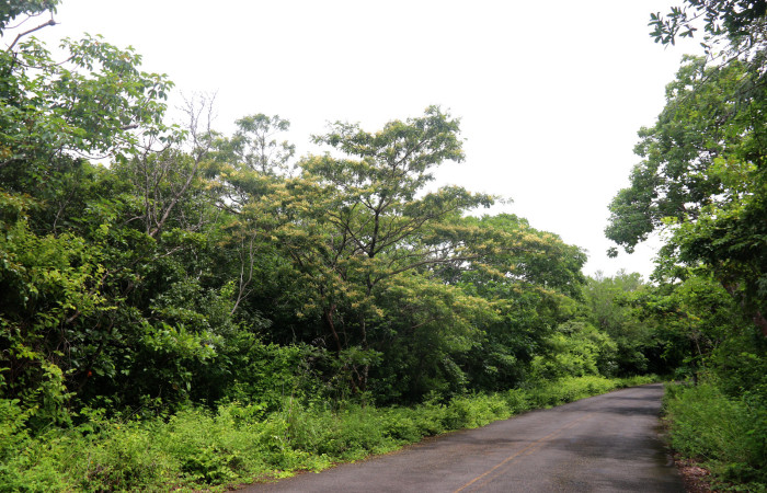 (Figura.1) Habitad de la planta <i> Acosmium panamense</i> (Fabaceae), árbol creciendo en margen de camino, en el Sector Santa Rosa. Foto, Adrián Guadamuz, 23 Agosto 2021.