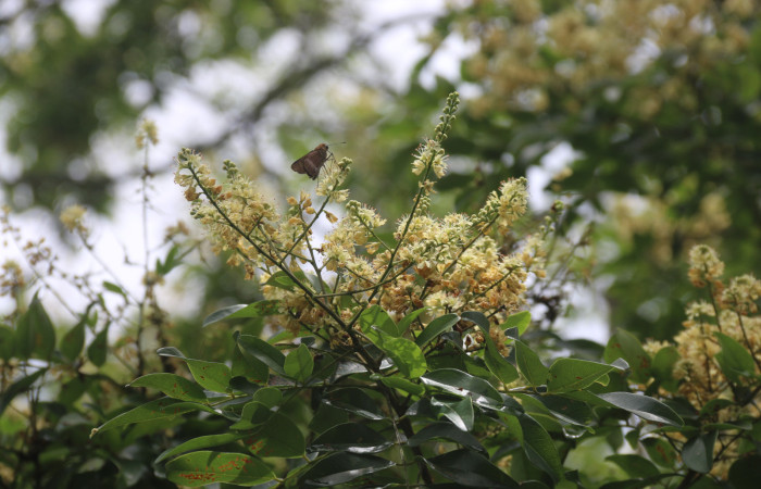 (Figura.4) <i>Acosmium pamamense</i>, En esta fotografía se puede observar como algunos polinizadores como mariposas (Lepidoptera) se acercan a polinizar sus flores. Foto, Adrián Guadamuz, 23 Agosto 2021.