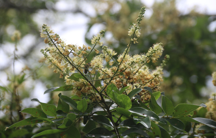 (Figura.3) Vista de la inflorescencia en forma de panícula, con flores color crema claro de <i>Acosmium panamense.</i>. Foto, Adrián Guadamuz, 23 Agosto 2021.