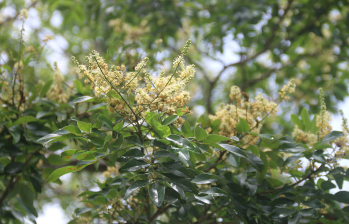 (Figura.5) Vista de la inflorescencia en forma de panícula, con flores color crema claro de <i>Acosmium panamense.</i>. Foto, Adrián Guadamuz, 23 Agosto 2021.