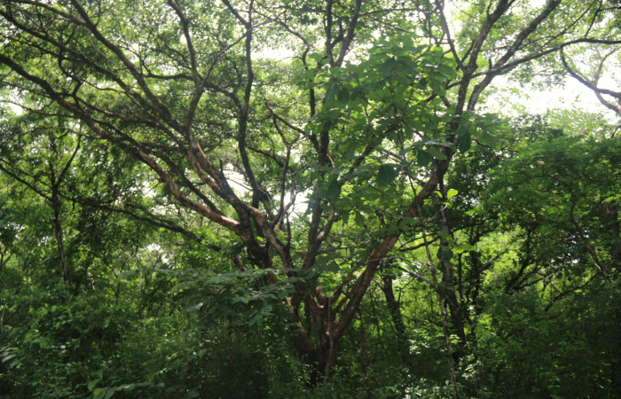 (Figura.2) <i>Acosmium panamense</i> tiene tallo corto y muy ramificada desde baja estatura, que a su vez se ramifica más hasta hacer una copa extendida. Foto, Adrián Guadamuz, 23 Agosto 2021.