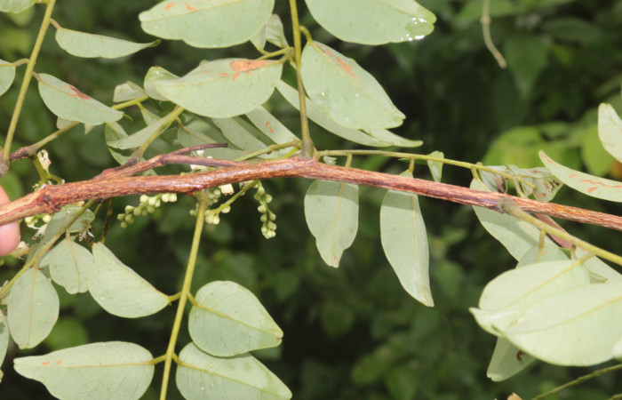 (Figura.8) <i>Acosmium panamense</i> Hojas compuestas alternas, tallo de color café con pequeñas estrías. Foto, Adrián Guadamuz, 23 Agosto 2021.