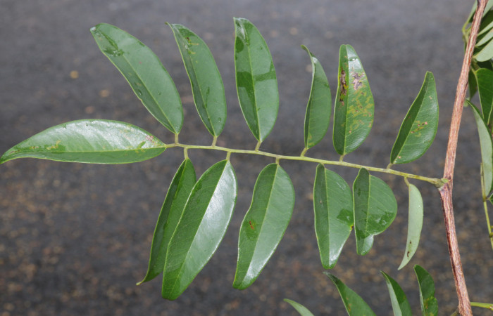 (Figura.9) Haz de <i>Acosmium panamense</i> nótese sus hojuelas completamente glabras. Foto, Adrián Guadamuz, 23 Agosto 2021.