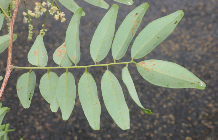 (Figura.10) Envés de <i>Acosmium panamense</i> nótese sus hojuelas completamente glabras de color verde claro opaco. Foto, Adrián Guadamuz, 23 Agosto 2021.