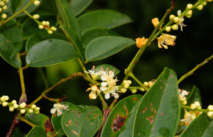 (Figura.7) Acosmium panamense, Vista de flores un poco más detalladas. Foto, Adrián Guadamuz, 23 Agosto 2021.