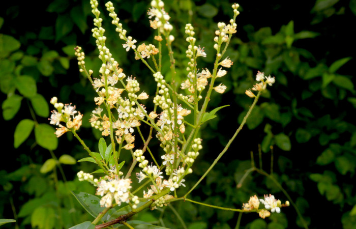 (Figura.6) <i>Acosmium panamense</i>, podemos observar las flores ya polinizadas con sus corolas o pétalos más abiertos y colores más cremas a café claro. Foto, Adrián Guadamuz, 23 Agosto 2021.