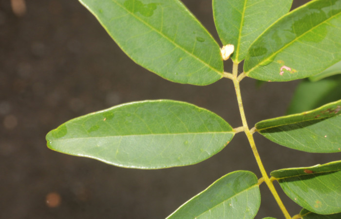 (Figura.11) Haz y detalle de hojuela glabras lustrosas <i>Acosmium panamense</i>. Foto, Adrián Guadamuz, 23 Agosto 2021.