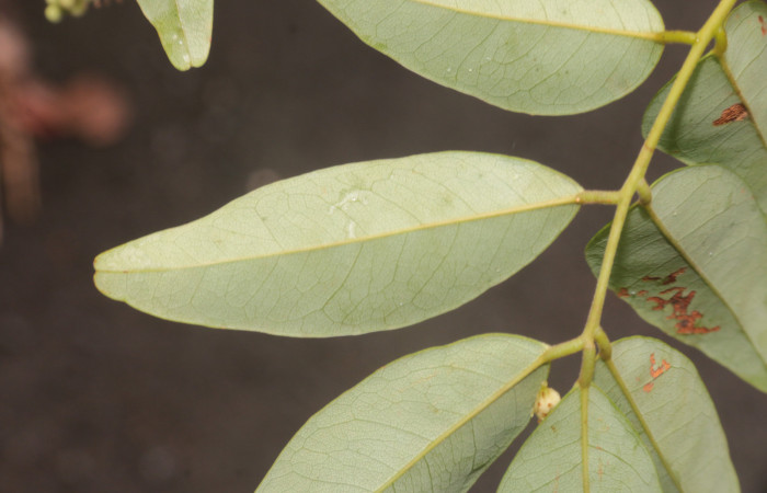 (Figura.12) Envés y detalle de hojuela glabras <i>Acosmium panamense</i>. Foto, Adrián Guadamuz, 23 Agosto 2021.