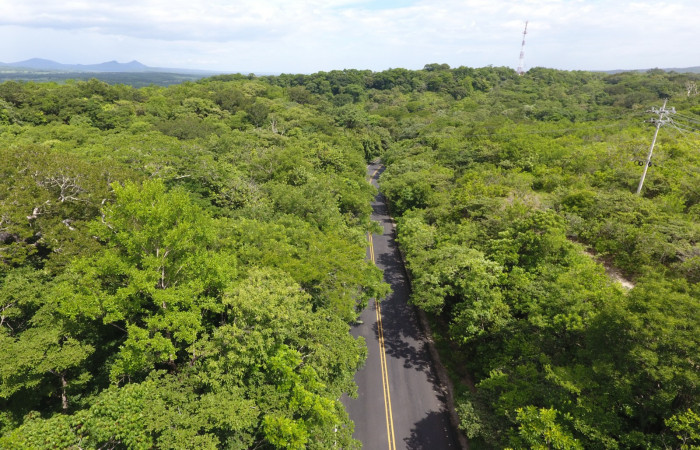 Fotografías: Sergio Cascante, Programa de Manejo de Fuego
https://www.acguanacaste.ac.cr/noticias/noticias-acg/4242-tunel-verde-y-vivo-de-la-biodiversidad-carretera-de-interamericana-norte-la-cruz-guanacaste