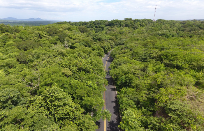 Fotografías: Sergio Cascante, Programa de Manejo de Fuego
https://www.acguanacaste.ac.cr/noticias/noticias-acg/4242-tunel-verde-y-vivo-de-la-biodiversidad-carretera-de-interamericana-norte-la-cruz-guanacaste