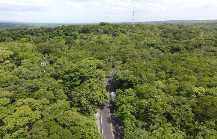 Fotografías: Sergio Cascante, Programa de Manejo de Fuego
https://www.acguanacaste.ac.cr/noticias/noticias-acg/4242-tunel-verde-y-vivo-de-la-biodiversidad-carretera-de-interamericana-norte-la-cruz-guanacaste