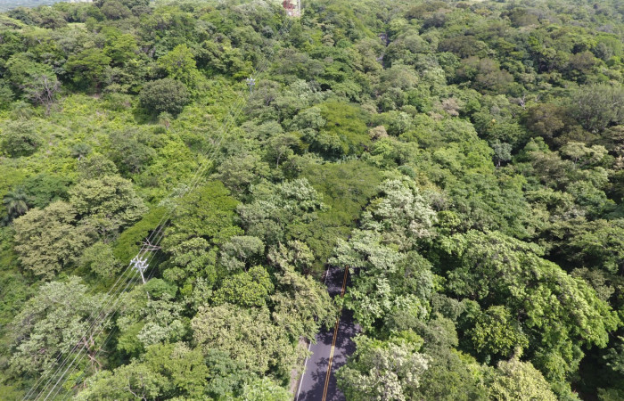 Fotografías: Sergio Cascante, Programa de Manejo de Fuego
https://www.acguanacaste.ac.cr/noticias/noticias-acg/4242-tunel-verde-y-vivo-de-la-biodiversidad-carretera-de-interamericana-norte-la-cruz-guanacaste