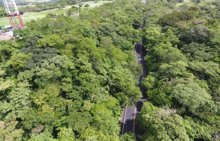 Fotografías: Sergio Cascante, Programa de Manejo de Fuego
https://www.acguanacaste.ac.cr/noticias/noticias-acg/4242-tunel-verde-y-vivo-de-la-biodiversidad-carretera-de-interamericana-norte-la-cruz-guanacaste