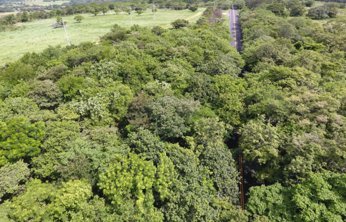 Fotografías: Sergio Cascante, Programa de Manejo de Fuego
https://www.acguanacaste.ac.cr/noticias/noticias-acg/4242-tunel-verde-y-vivo-de-la-biodiversidad-carretera-de-interamericana-norte-la-cruz-guanacaste